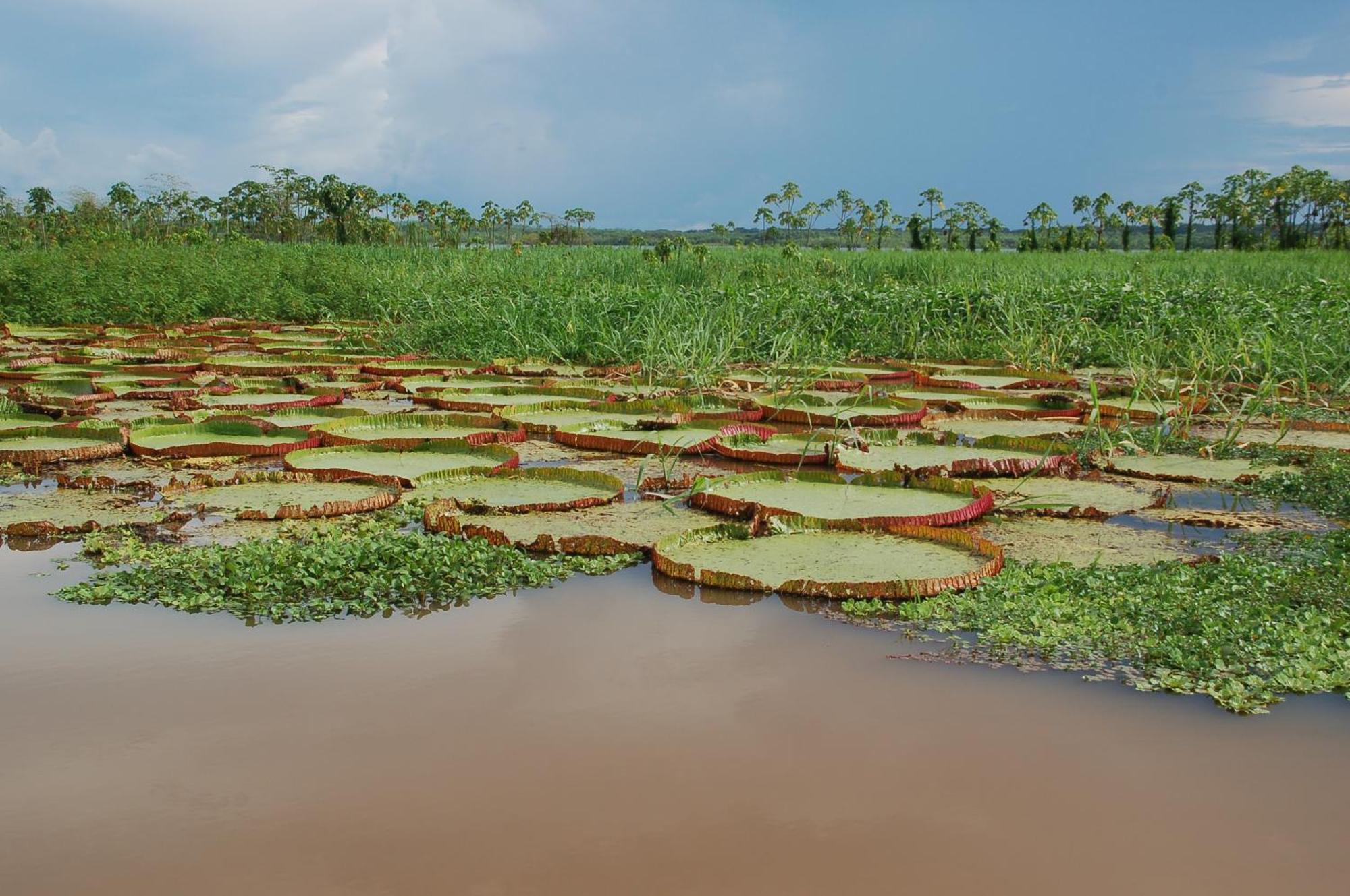 Pacaya Samiria Amazon Lodge Nauta Luaran gambar